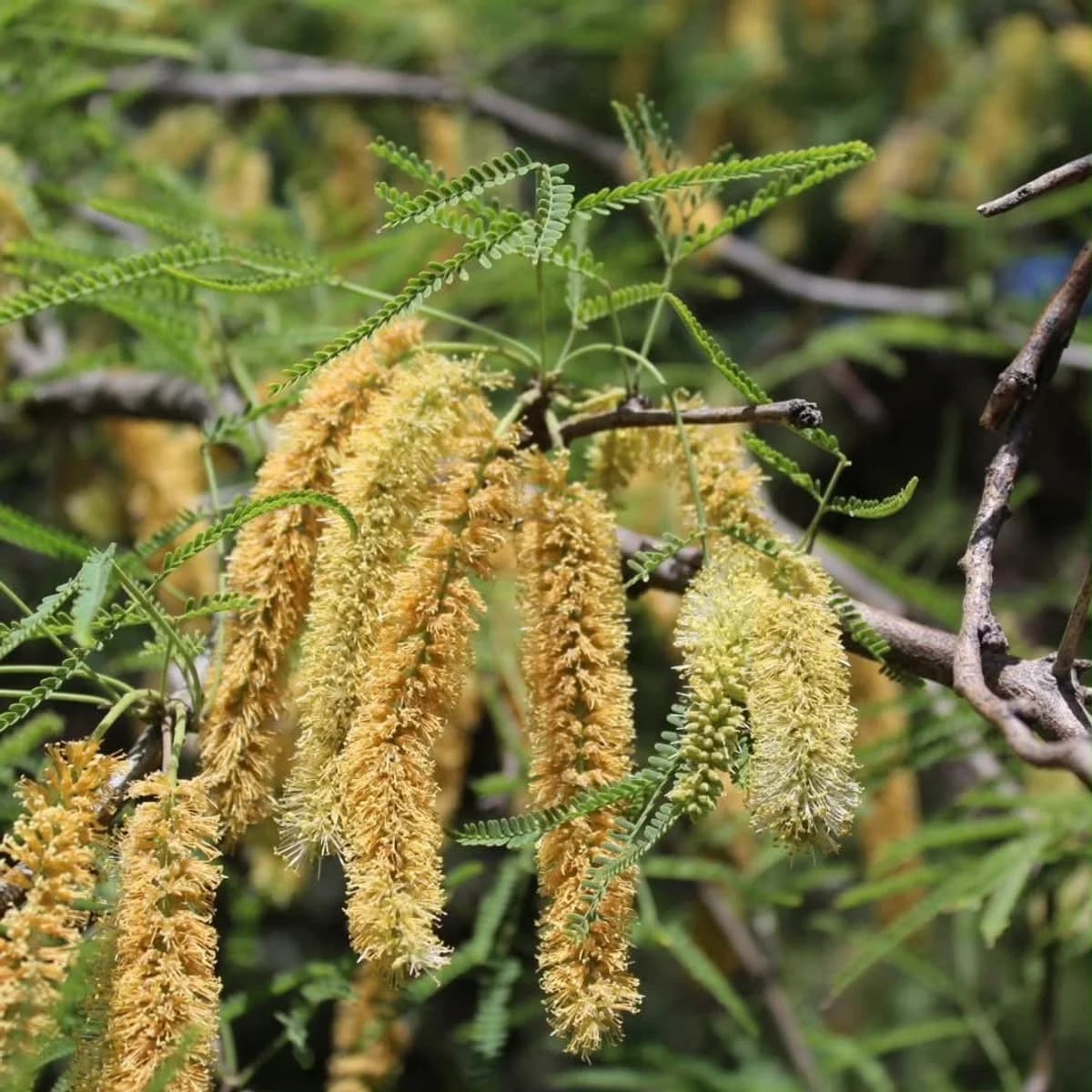 Flores de Algarrobo, especie del monte